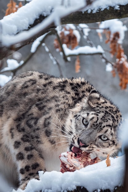 Schneeleopard isst Nahrung auf dem Schnee