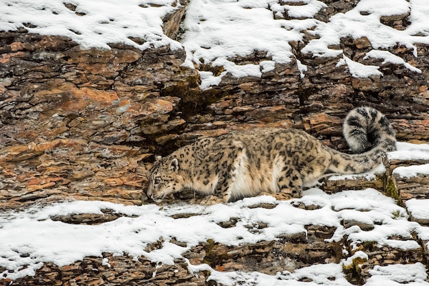 Schneeleopard kauerte im Winter im Schnee auf einer felsigen Klippe