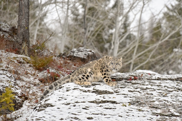 Schneeleopardenjunges auf einem Felsvorsprung