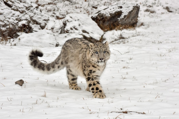 Schneeleopardenjunges, der durch den Schnee geht