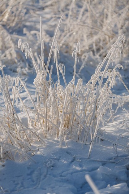 Foto schneemuster texturen weihnachten hintergrund nahaufnahme