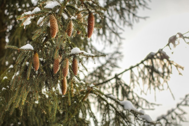 Schneeschmelze auf Kiefernzweigen mit Nadelkegeln