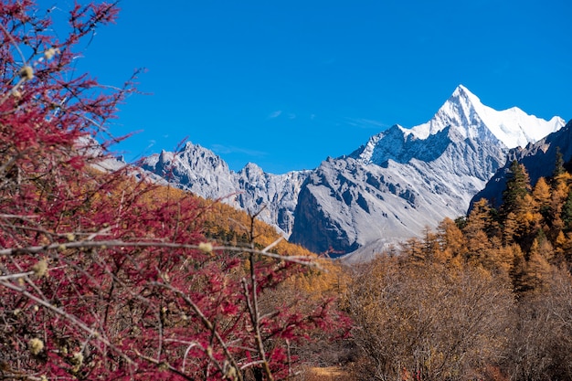 Schneespitze der schönen Ansicht mit Herbstlaub in yading Naturreservat, Sichuan, China.