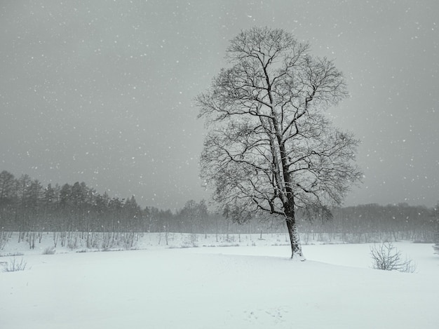 Schneesturm im Winterpark. Baum unter Schneedecke. Minimalistische Winterlandschaft.