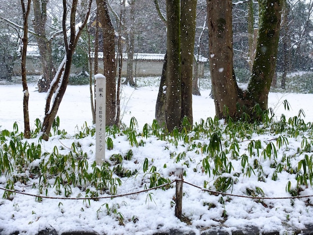 Schneeszene am Shimogamo-Schrein in Kyoto