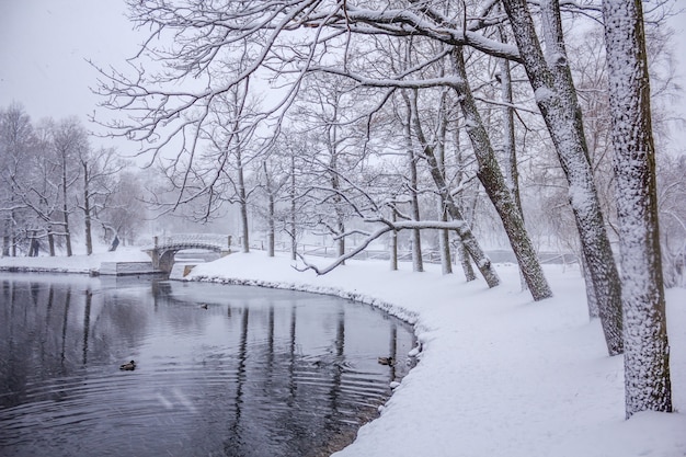 Schneetag im park. schöner weißer park. im park schneit es