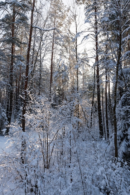 Schneeverwehungen und Bäume im Winter, Tiefschneeverwehungen und Bäume nach dem letzten Schneefall, Bäume und Winterkälte nach dem Schneefall