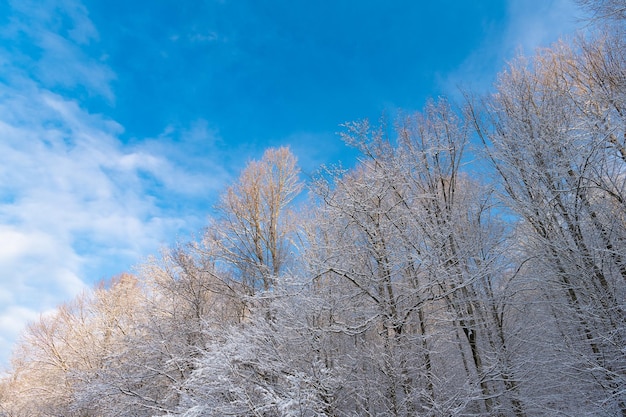 Schneewald am blauen Himmel Baumwipfel im Frost Eisige Natur im Winter