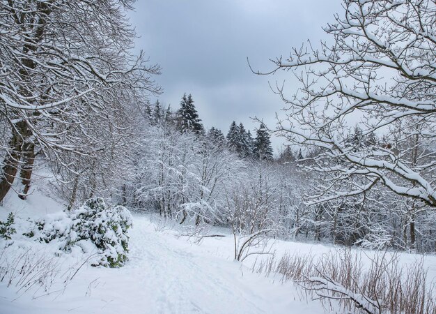 Schneewald bedeckte Bäume im Winter