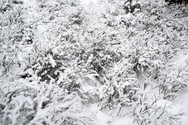 Foto schneewald. beerensträucher im schnee.