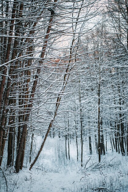 Schneewald im Winter mit Sonnenschein