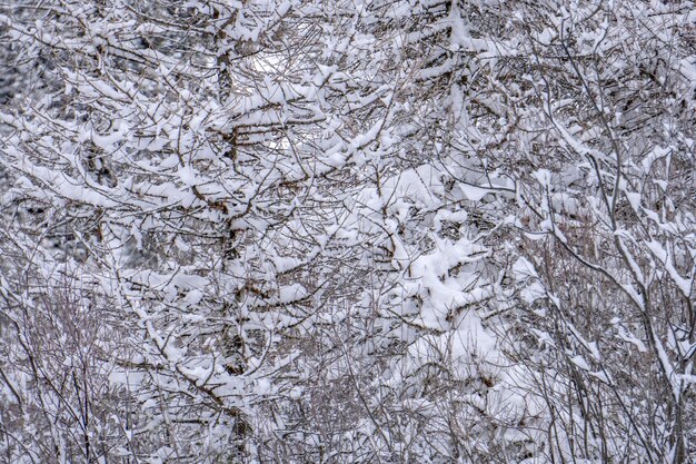 Schneewanderung Wald Panorama Landschaft Berge von Santa Caterina Valfurva italienische Alpen im Winter