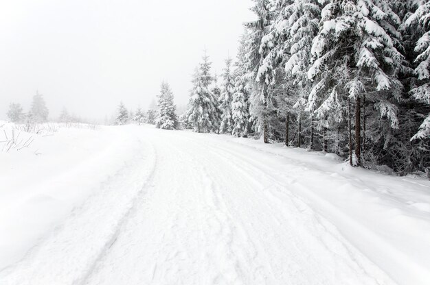 Schneewege im Wald