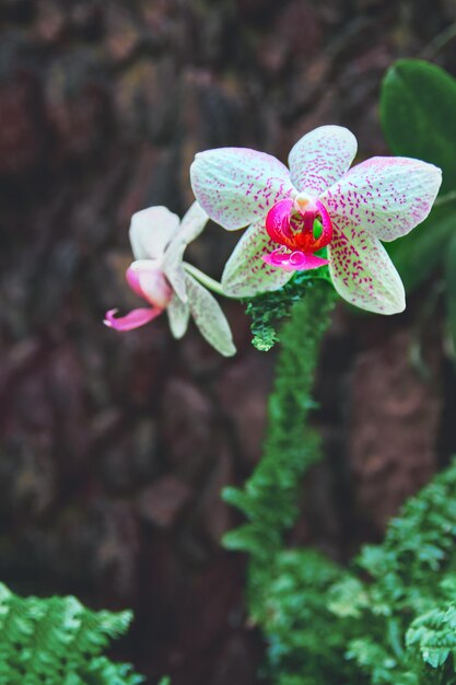 Schneeweiße Orchideenblüte vor dem Hintergrund einer Natursteinmauer