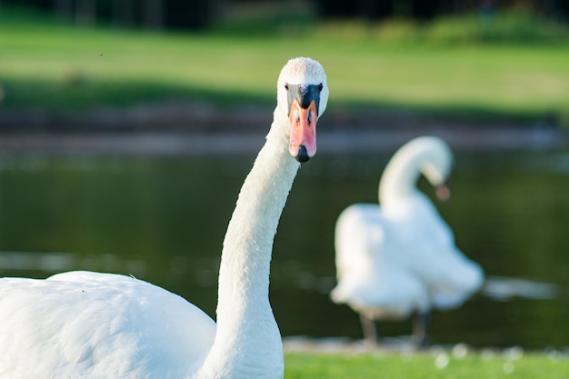 Schneeweißer Schwan, der in das Kameraobjektiv schaut. Porträt eines weißen Schwans in der Nähe eines Teiches.