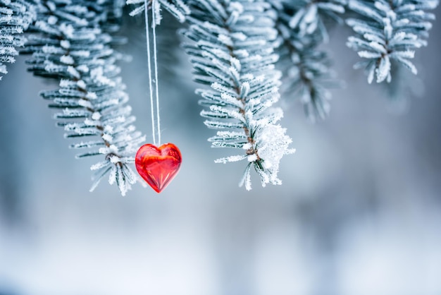 Schneewetter im Winter die Zweige und Blätter der Pflanzen sind mit Frost bedeckt Winterwald Fichtenzweig