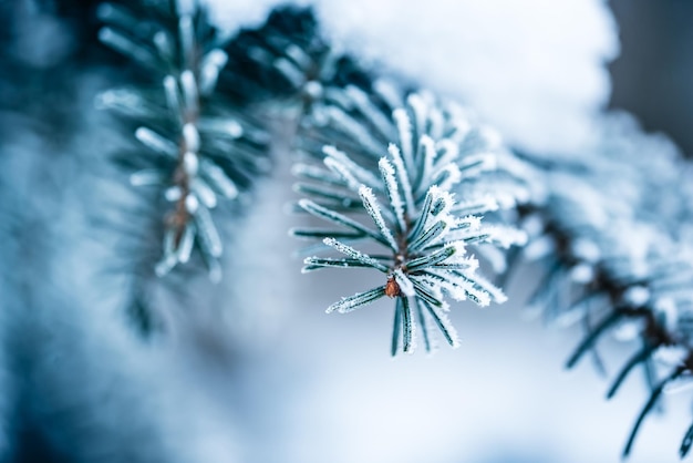 Schneewetter im Winter die Zweige und Blätter der Pflanzen sind mit Frost bedeckt Winterwald Fichtenzweig