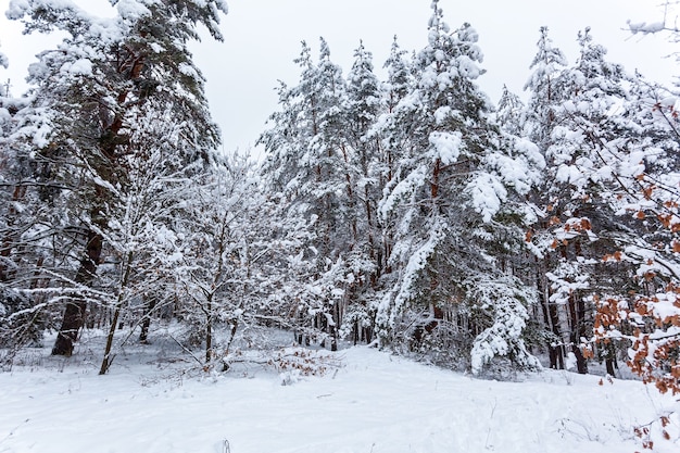 Schneewinterwald mit hohen Kiefern, schneebedeckten Bäumen. Winterfeenwald mit Schnee bedeckt