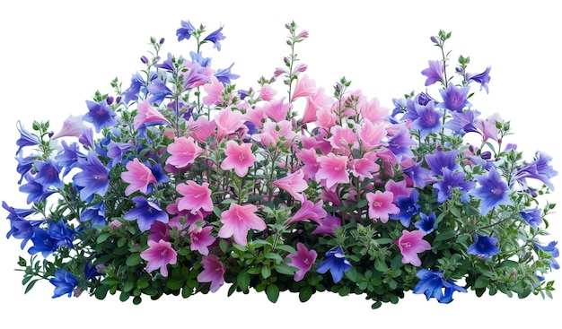 Schneide blaue und rosa Blumen aus Blumenbeet