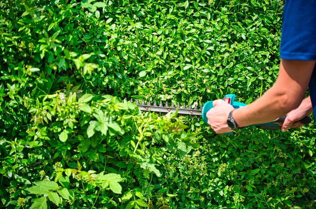 Foto schneide die hecke mit dem heckentrimmer