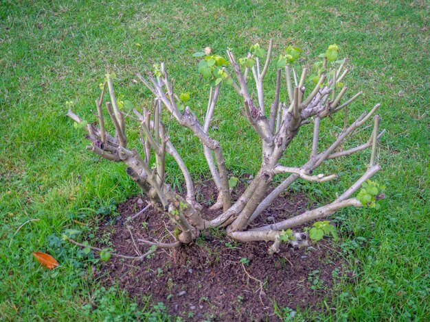 Schneide Zweige aus einem Busch im Park, nachdem die Gärtner gearbeitet haben, um die Stadt grün zu machen, um die Pflanze für den Winter vorzubereiten.