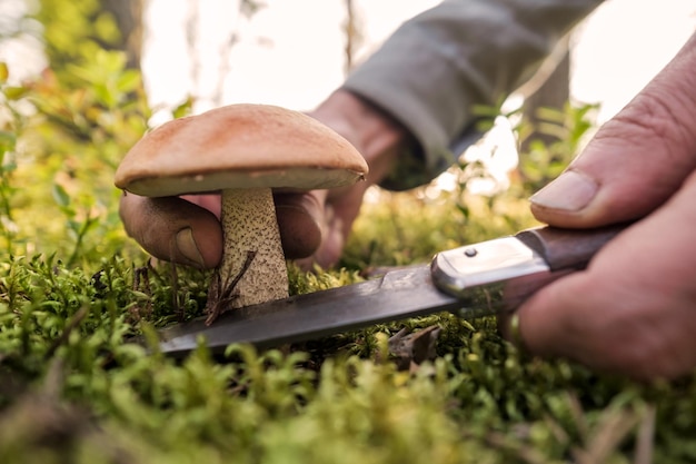 Schneiden mit Messerpilz oder orangefarbenem Steinpilz