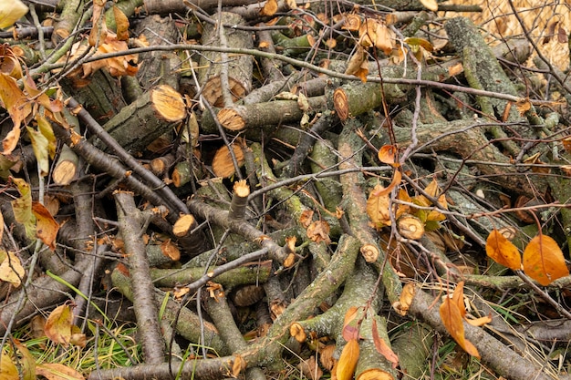 Schneiden Sie Baum, gehacktes Brennholz in einem Stapel gestapelt.