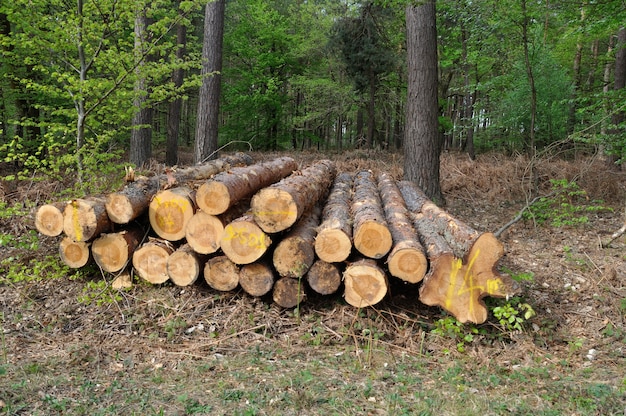 Schneiden Sie Baumstämme im Gemeindewald Saint-Pierre-Lès-Elbeuf,