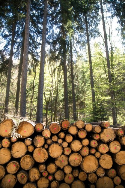 Schneiden Sie den Holzstamm im Wald im Industriekonzept der Natur