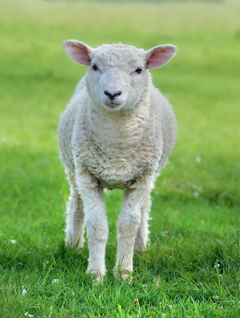 Schneiden Sie ein weißes Lamm, das mit einer Kamera auf einer grünen Wiese aussieht