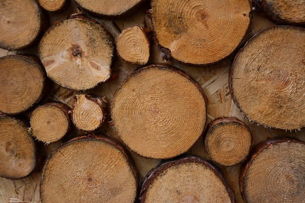 Schneiden Sie runde Baumstümpfe auf Holzbrett isoliert, Nahaufnahme