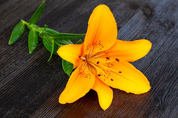 Schneiden Sie schöne orangefarbene Lilien, die auf einem schwarzen Tisch gefaltet sind