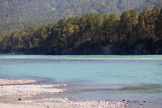 Schnell fließender breiter und voll fließender Gebirgsfluss. das Ufer ist vor dem Hintergrund eines schönen Waldes sichtbar. Big Mountain River Katun, türkisfarbene Farbe, im Altai-Gebirge, Altai Republi