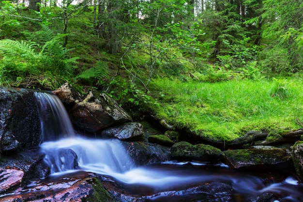 Schneller Bach im Wald