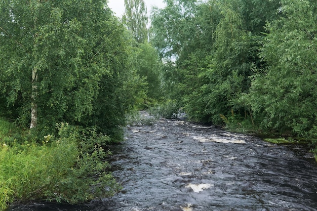 schneller Bergfluss zwischen bewaldeten Ufern