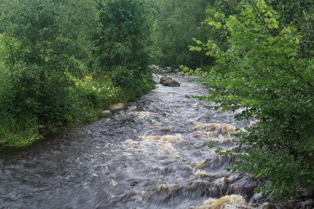 schneller Bergfluss zwischen bewaldeten Ufern