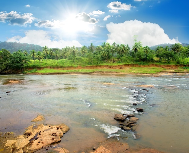 Schneller Fluss im hellen Dschungel am sonnigen Morgen, Sri Lanka