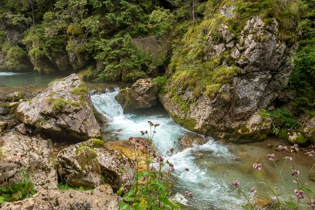 Schneller Fluss nahe Wald in Bucegi-Bergen, Rumänien