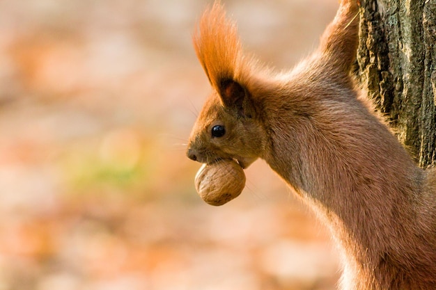 Schnelles Eichhörnchen auf der Suche nach Nüssen