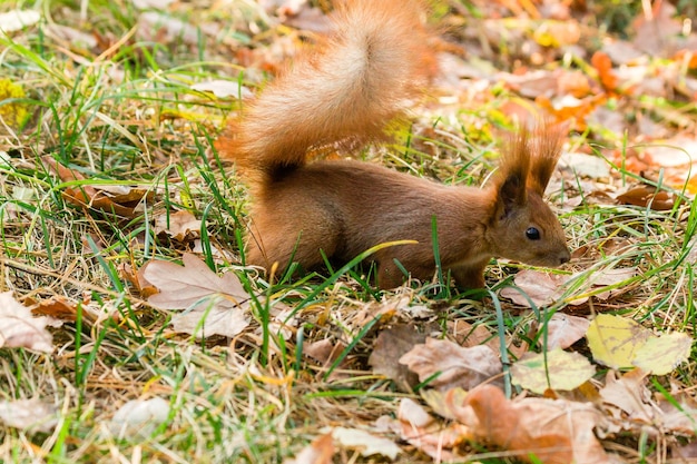 Schnelles Eichhörnchen auf der Suche nach Nüssen