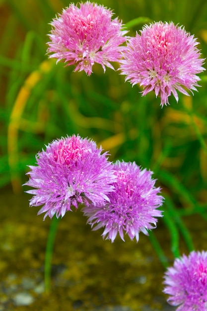 Schnittlauch Allium lila blühende Zwiebeln blüht Sommerkraut schöne Gartenpflanzen, abstrakter Hintergrund