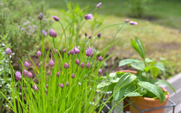 Schnittlauch, der in einem garten mit blatt der minze im blumentopf blüht