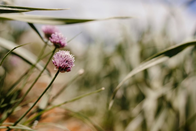 Foto schnittlauchblüte auf dem feld