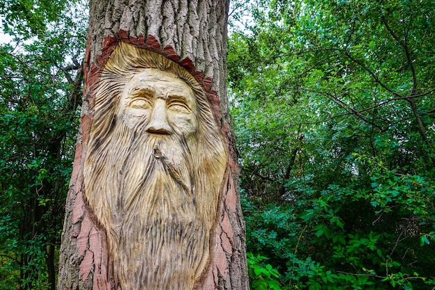 Foto schnitzerei auf baumstamm im wald