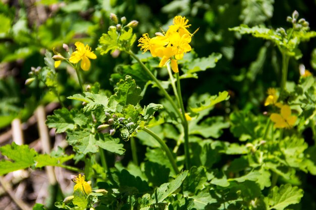 Schöllkraut (Chelidonium majus)