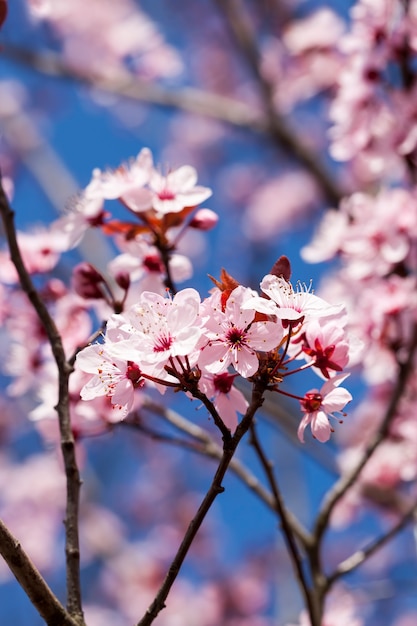 Schön beleuchtet durch Sonnenlicht frische Kirschblüten in der Frühlingssaison, Kirschblüten von ungewöhnlicher rosa Farbe mit einer kleinen Schärfentiefe, dekorative Bäume während der Blüte im Garten, Nahaufnahme