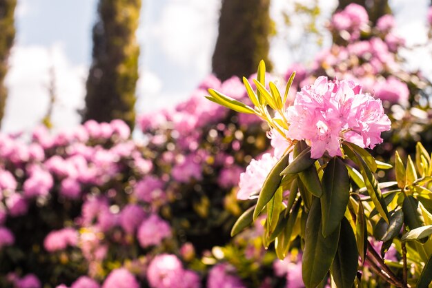 Schön blühende rosa Azaleen-senkende Sträucher der Gattung Rhododendron. Rosa, Sommerblume