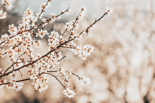 Schön blühender Mandelbaumzweig im Frühling Naturkonzept