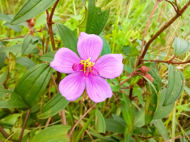 Schön blühendes Malabar-Melastom oder Melastoma malabathricum mit grünen Blättern als Hintergrund