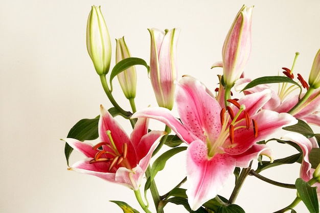 Foto schön ein strauß rosa lilien oder lilienblume auf weißem hintergrund